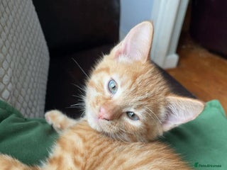 Mixed Breed cats Last All Ginger girl kitten - Advert 11