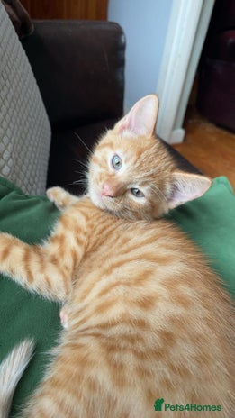 Mixed Breed cats Last All Ginger girl kitten - Advert 6