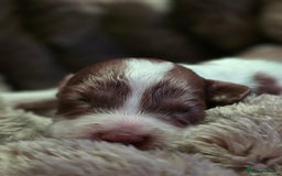 Cockapoo dogs for sale: ✨ Beautiful F2 Multi-Gen Cockapoo Puppies 4 Left - Image 4