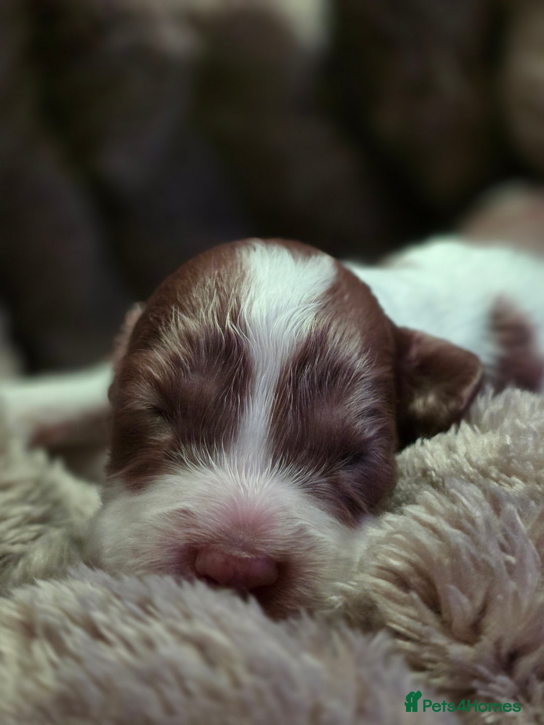 Cockapoo dogs for sale: ✨ Beautiful F2 Multi-Gen Cockapoo Puppies 4 Left - Image 4