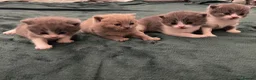 British Shorthair cats for sale: Beautiful British Shirt Hair Kittens - Advert 1