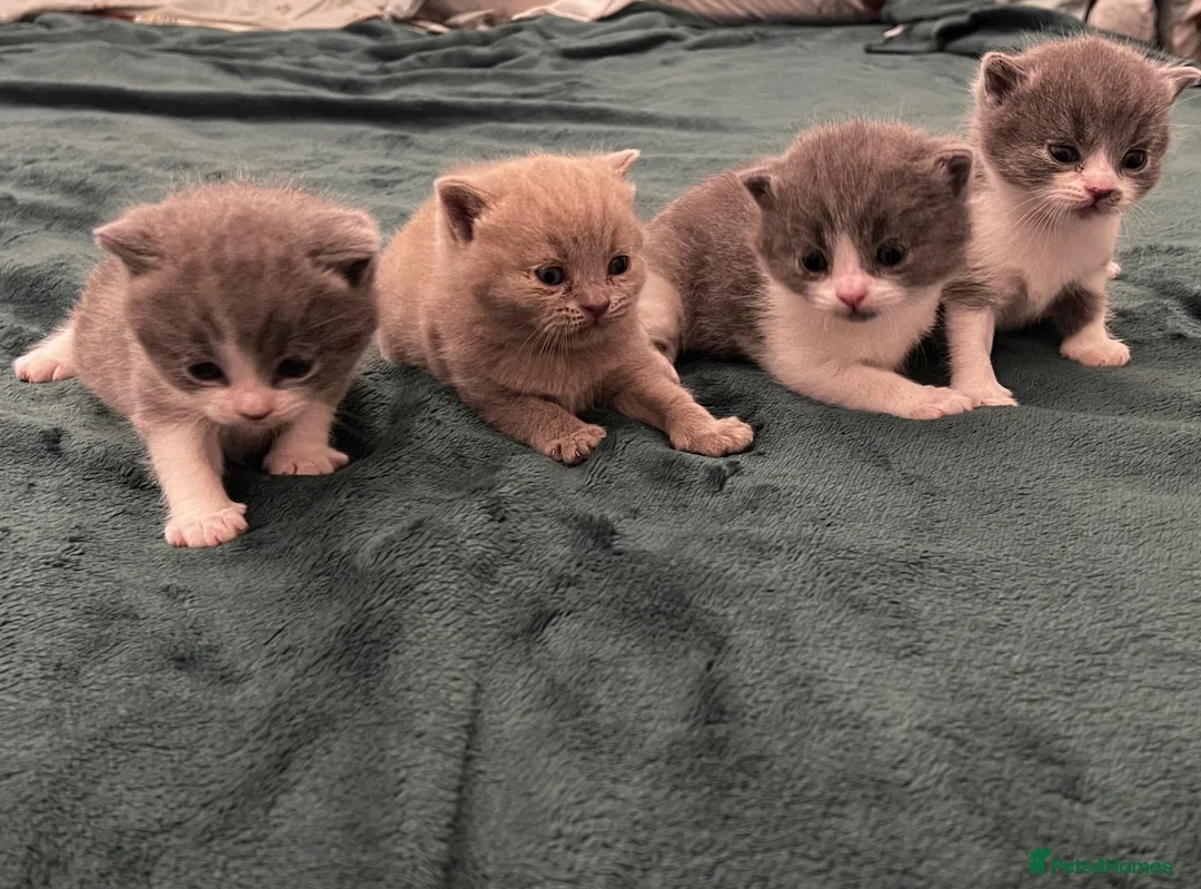 British Shorthair cats for sale: Beautiful British Shirt Hair Kittens - Advert 1