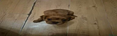 Cavalier King Charles Spaniel 3