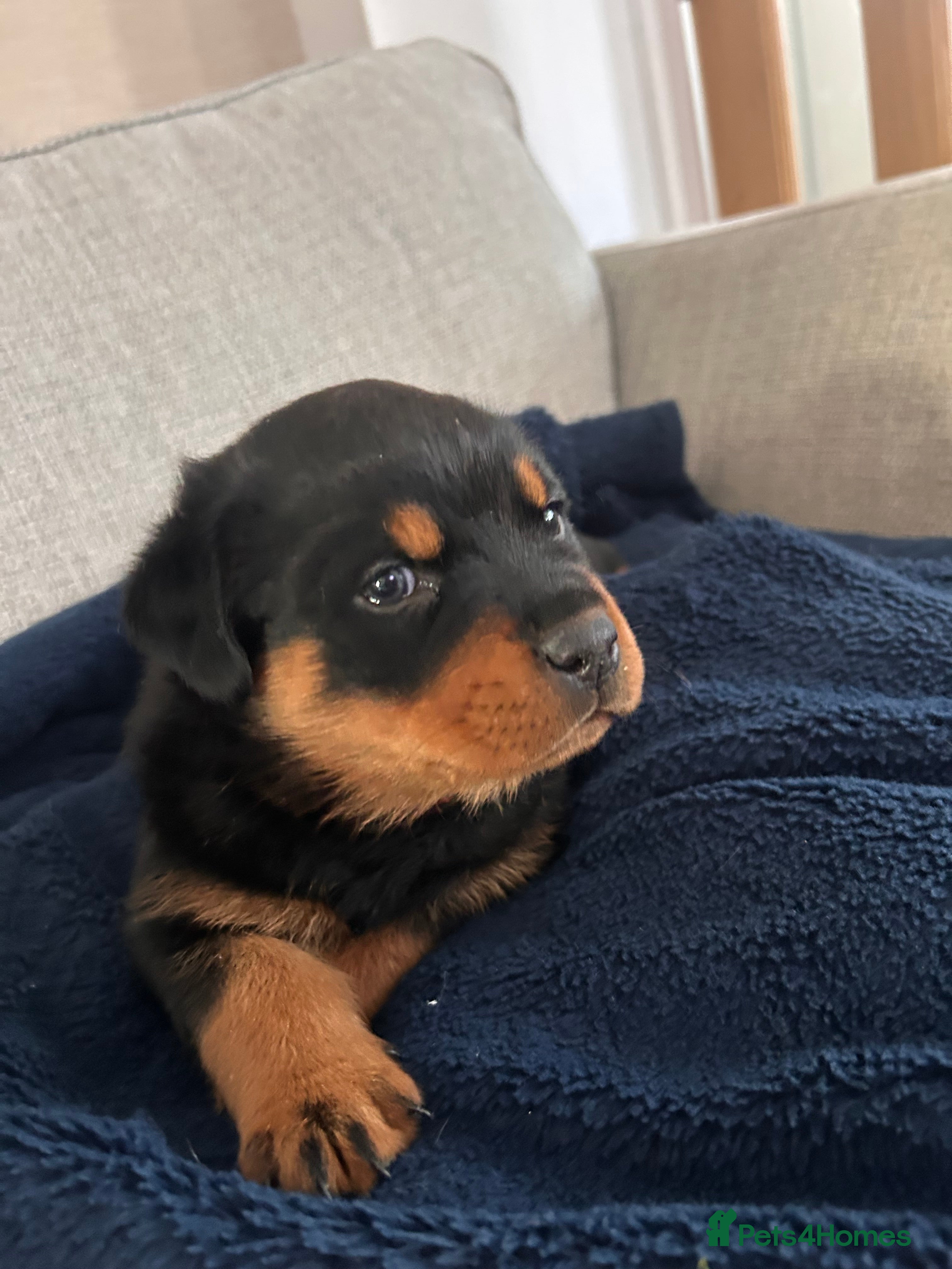 Rottweiler dogs for sale: Pure breed Rottweiler puppies for sale - Advert 23