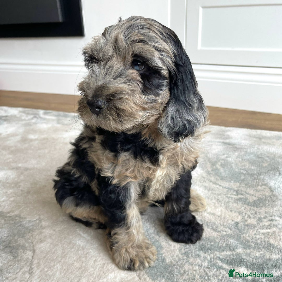 Cockapoo dogs for stud: Merle F1 Cockapoo (Proven) for stud in Penrith - Advert 11