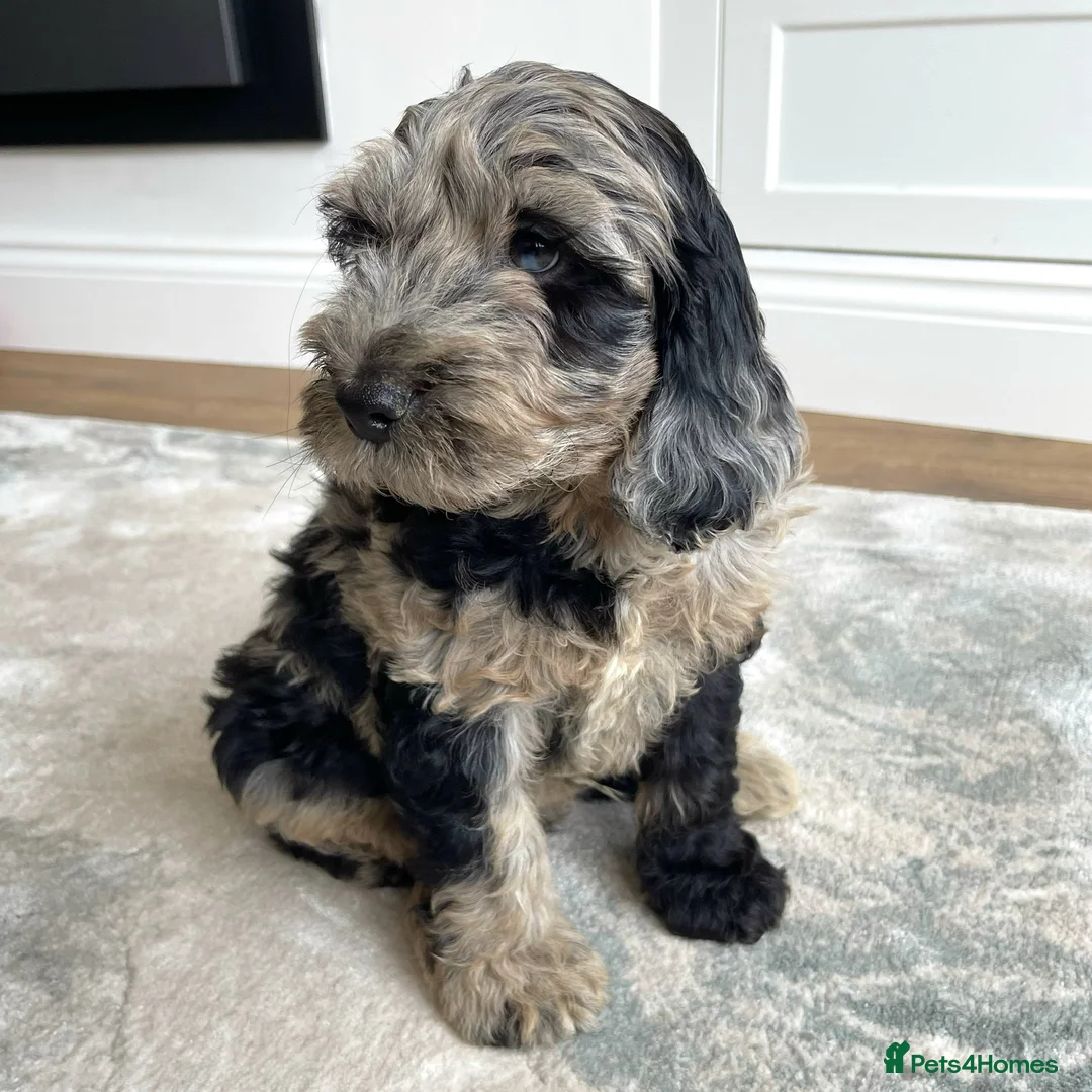 Cockapoo dogs for stud: Merle F1 Cockapoo (Proven) for stud in Penrith - Advert 11