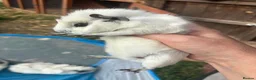Guinea Pig rodents for sale: Adorable guinea pigs - Advert 3