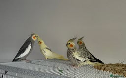 Cockatiels birds for sale: Cockatiels x4 - Image 1