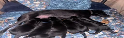 Labrador Retriever dogs for sale: Black Labrador pups, KC, dna tests, great scores - Advert 9