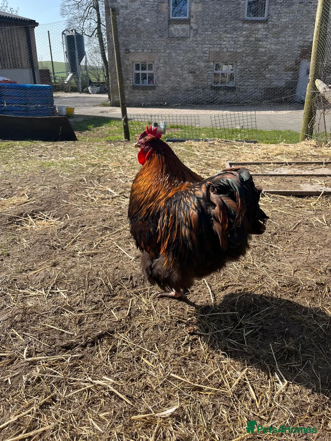 Chickens poultry for sale: 3x gold laced Orpington cockerels - Advert 1