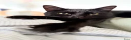 Domestic Shorthair cats for sale: Beautiful Black Cat for Rehoming - Advert 5