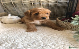 Cavapoochon dogs for sale: Cavapoochon puppies *1 boy remaining* - Image 15
