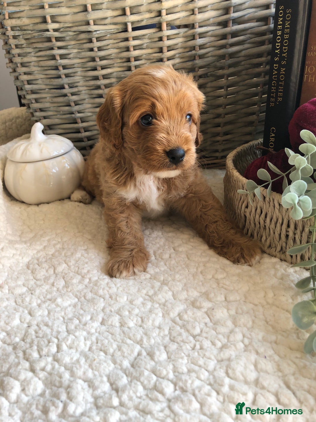 Cavapoochon dogs for sale: Cavapoochon puppies *1 boy remaining* - Image 15