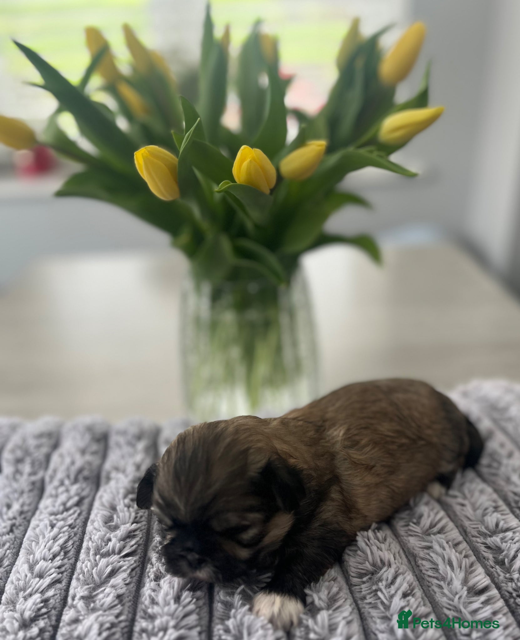 Shih Tzu dogs Shihtzu puppies for sale - Advert 3