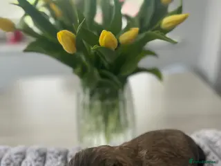 Shih Tzu dogs Shihtzu puppies for sale - Advert 3