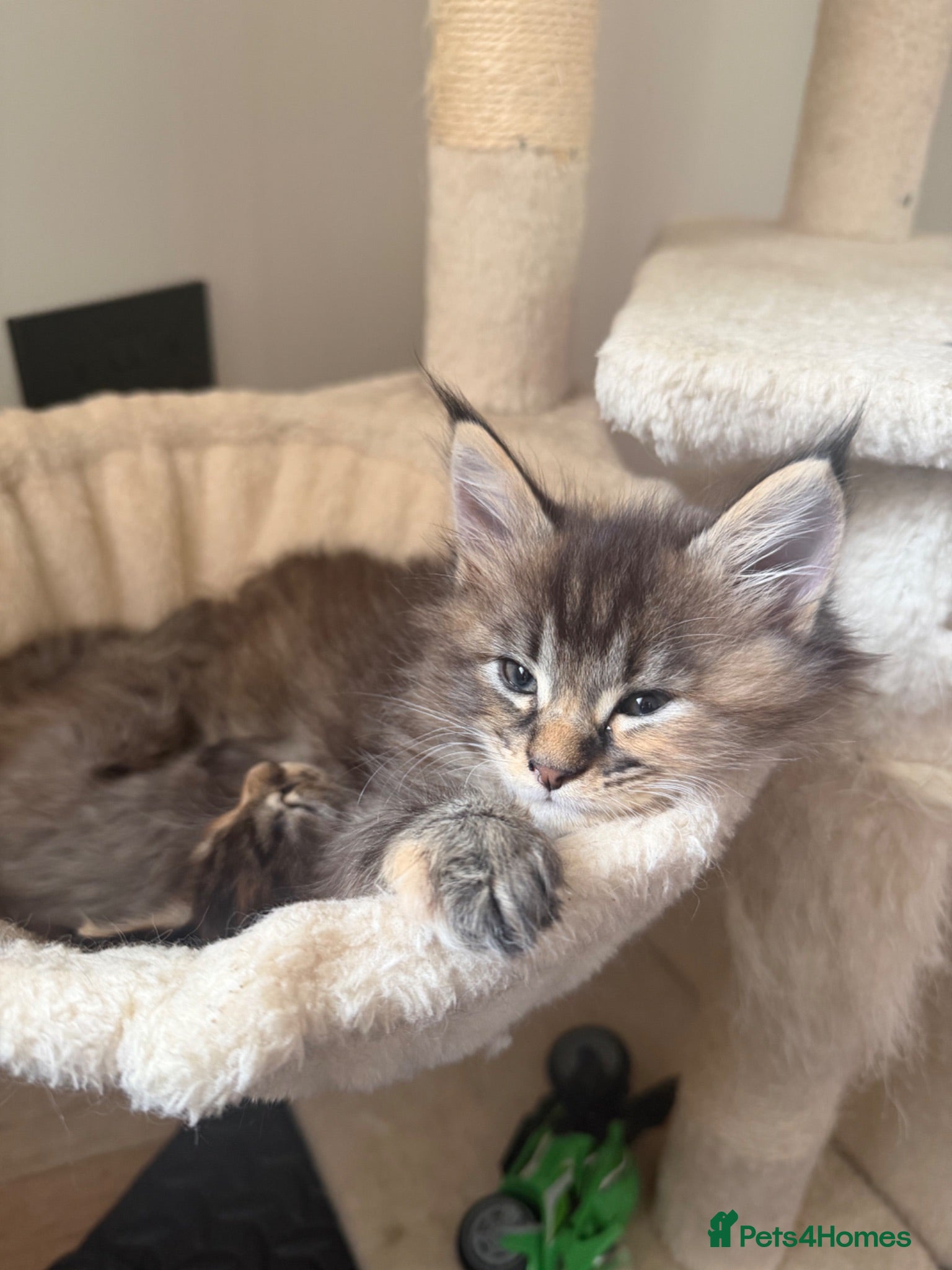 Maine Coon cats Main coon kittens  - Advert 12