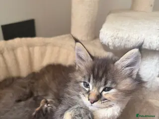 Maine Coon cats Main coon kittens - Advert 2