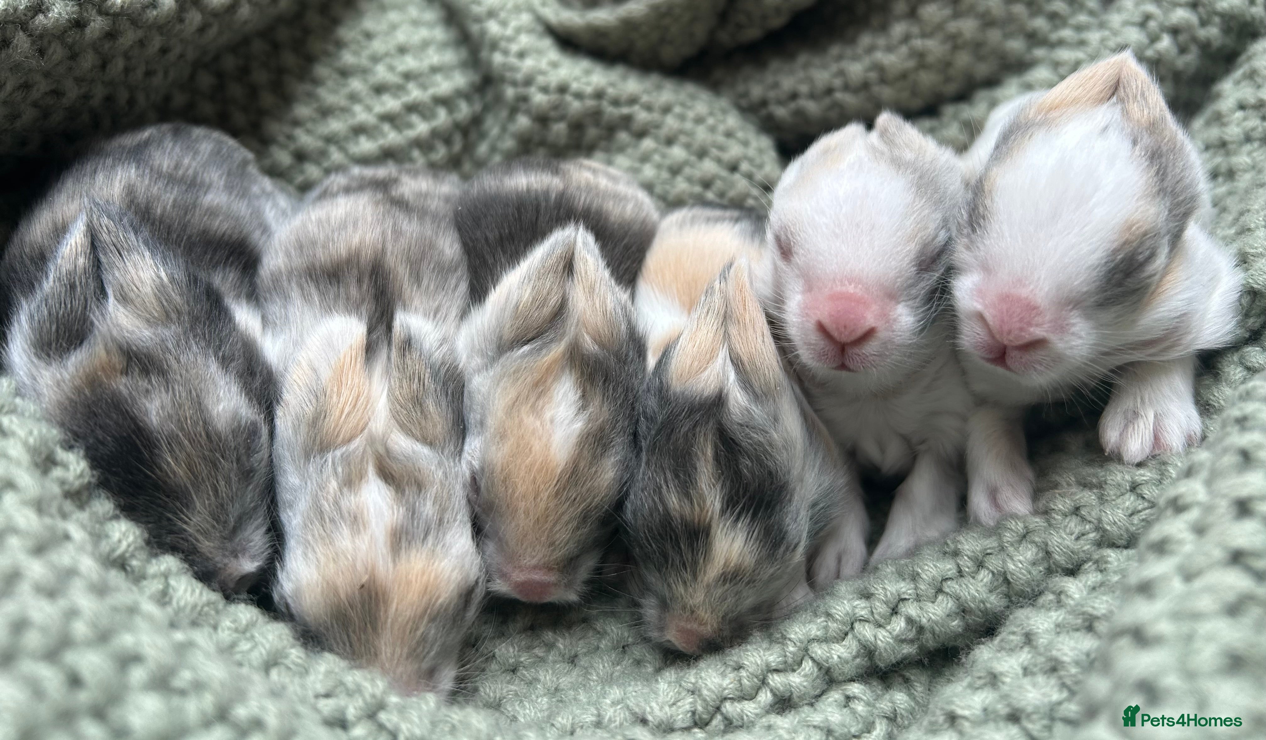 Lionhead rabbits Double-maned Lionhead Bunnies  - Advert 4