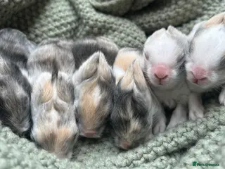 Lionhead rabbits Double-maned Lionhead Bunnies - Advert 17