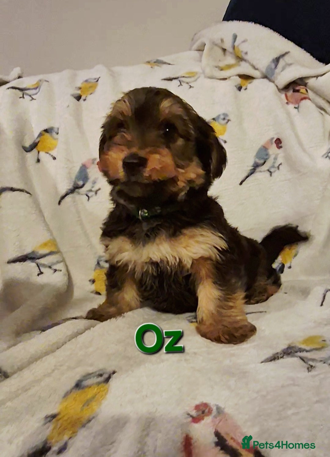 Yorkshire Terrier dogs for sale: 6 GORGEOUS YORKSHIRE TERRIER PUPS. STANDARD SIZE! - Advert 4