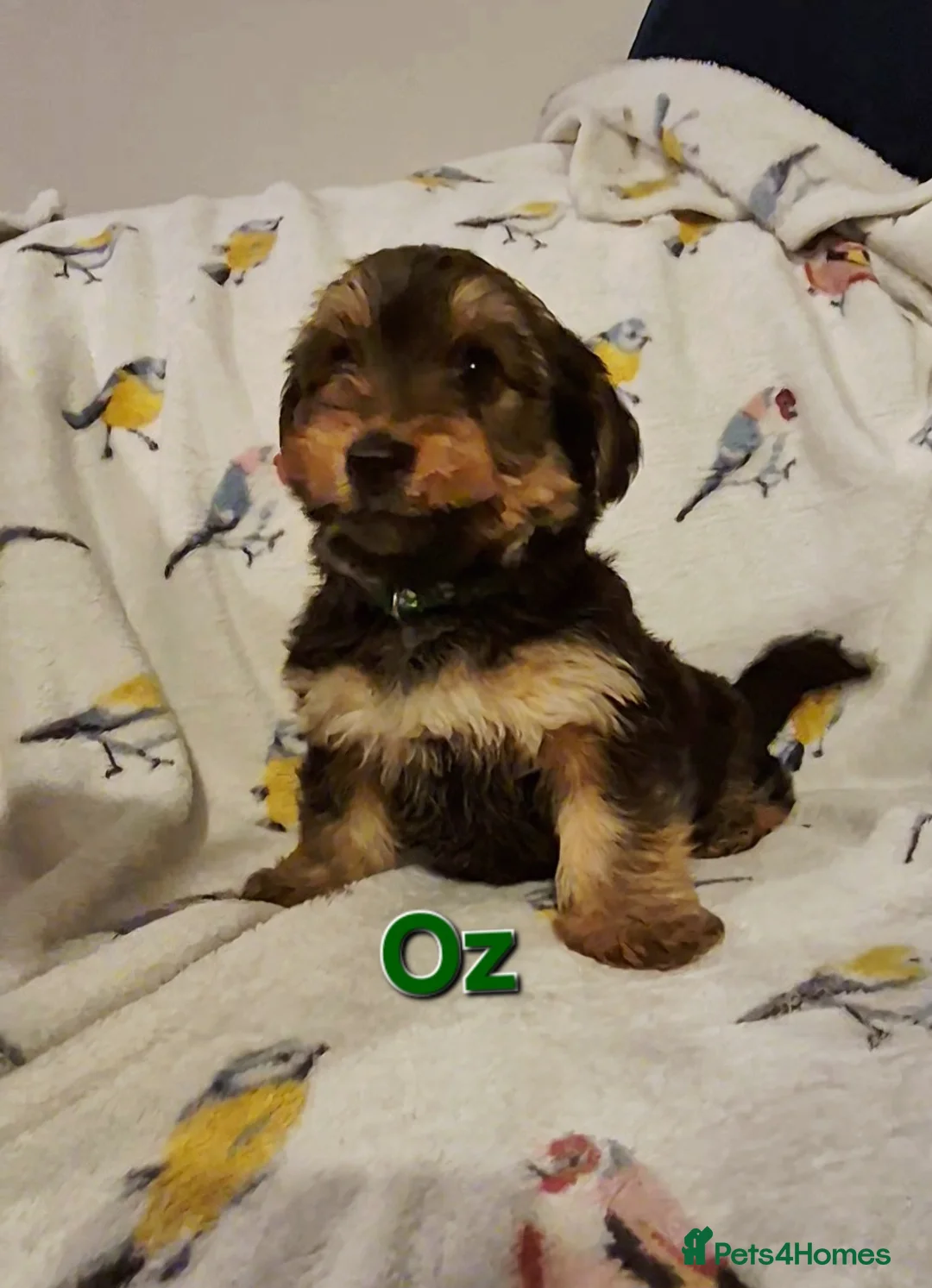 Yorkshire Terrier dogs for sale: 6 GORGEOUS YORKIE PUPS. 1 REMAINING - Advert 11