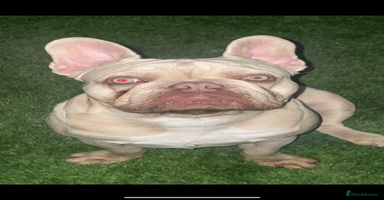 French Bulldog dogs - Advert 15