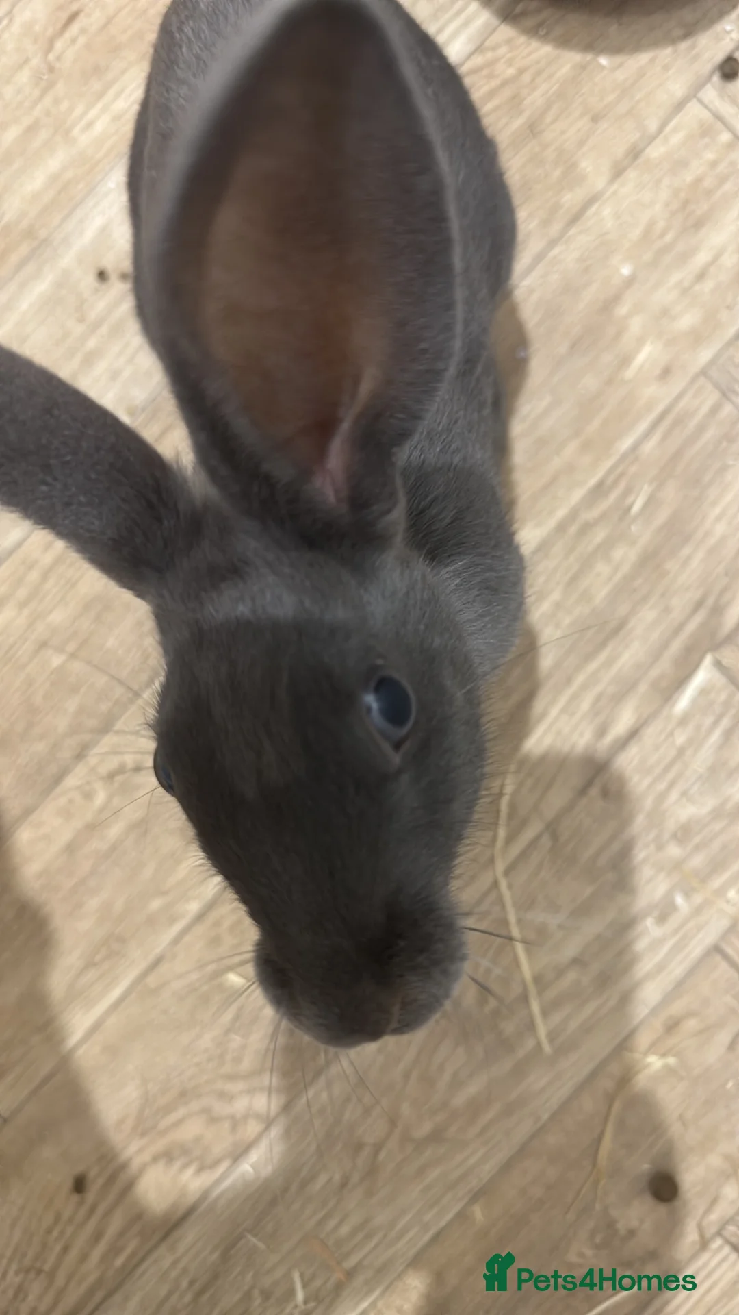 Mixed Breed rabbits for sale: Good rabbit male named Bonnie  in Peterhead - Advert 2