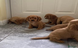 Cocker Spaniel dogs for sale: OUT STANDING GOLDEN SHOW TYPE COCKER SPANIEL  - Image 34
