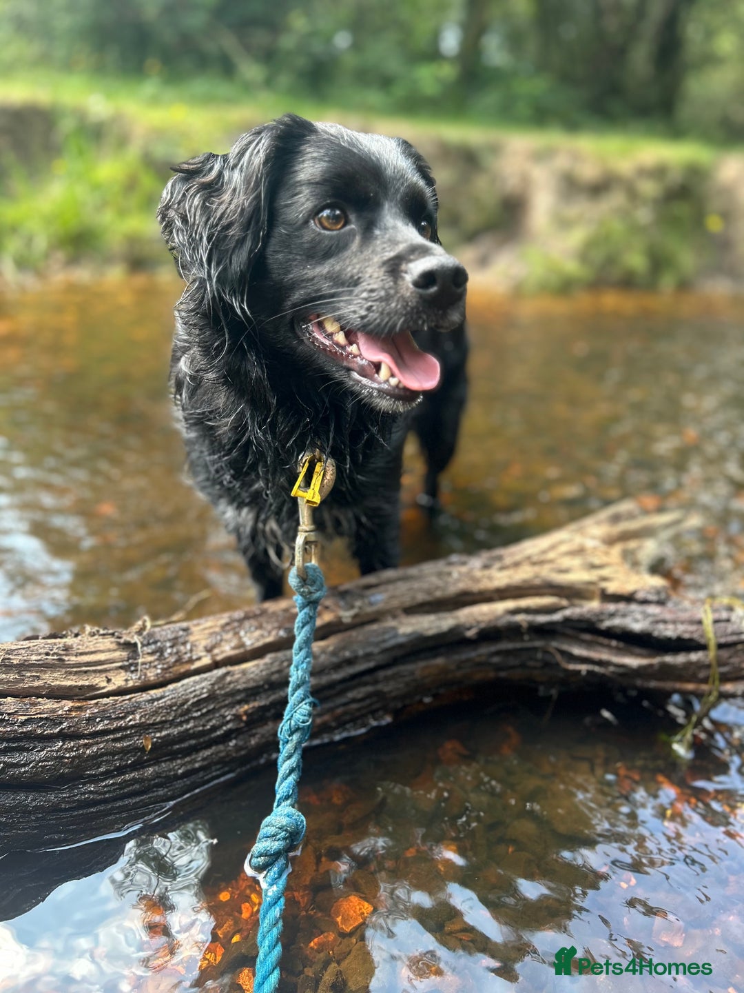 Mixed Breed dogs for sale: Cocker x collie - Advert 2