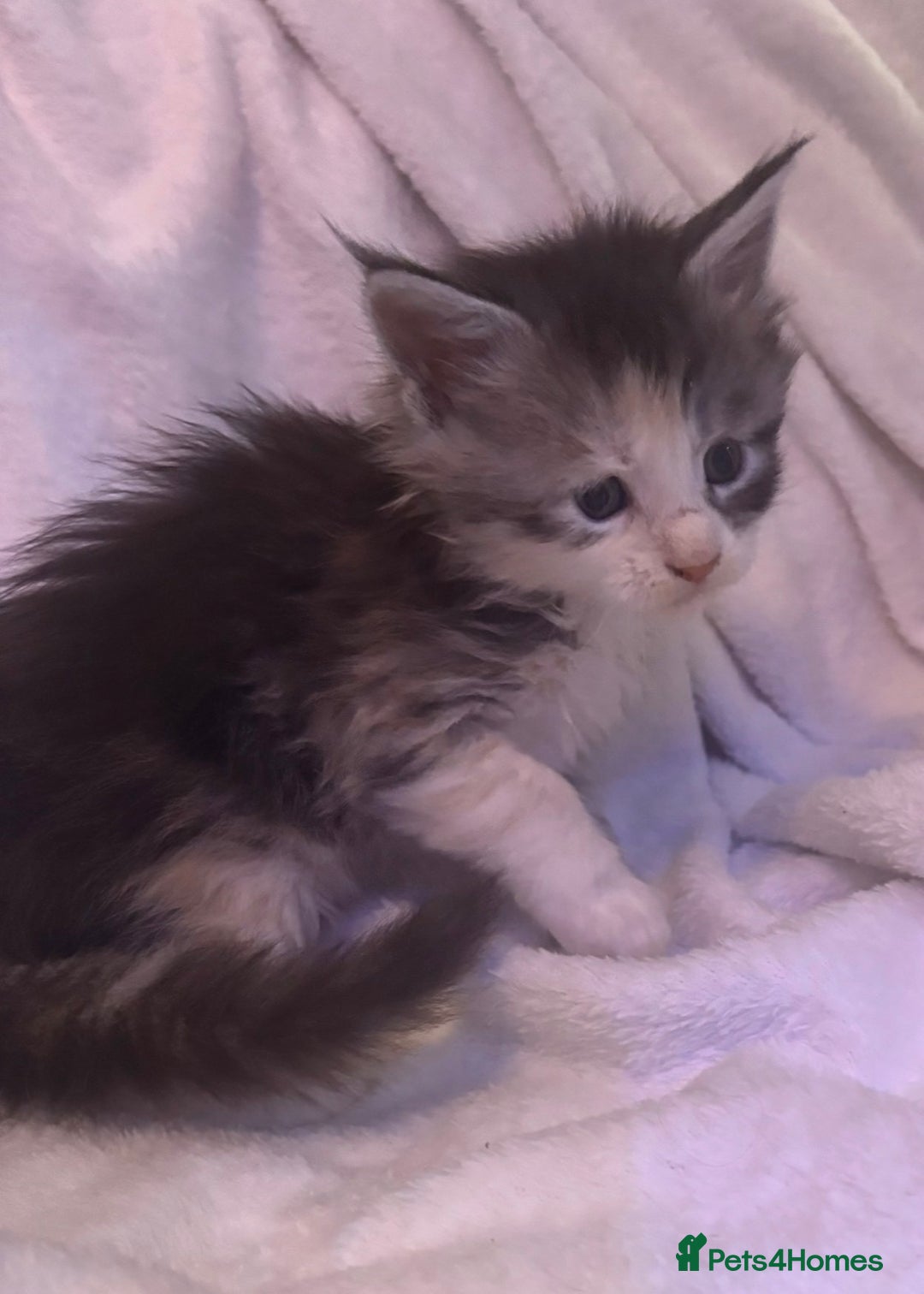 Maine Coon cats for sale: STUNNING LITTER OF MAINE COONS AVAILABLE - Advert 6