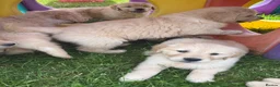Golden Retriever dogs for sale: Beautiful KC Golden Retriever Puppies - Advert 23