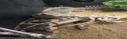 Bearded Dragon reptiles for sale: Bearded dragon and enclosure  in Plymouth - Advert 2