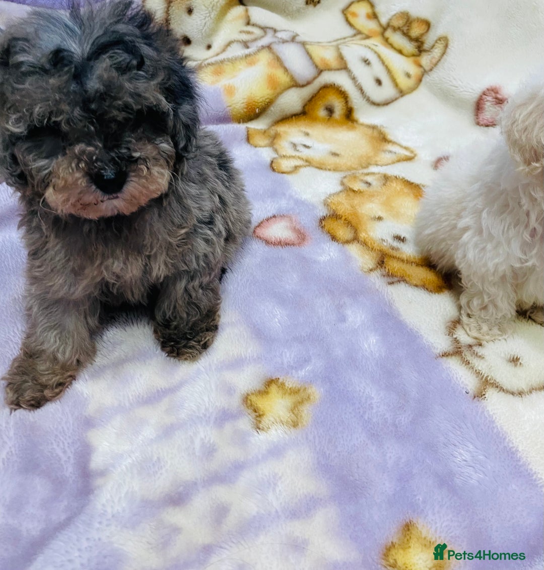 Cavapoo dogs for sale: F1b teddy bear Cavapoo puppies - Advert 12