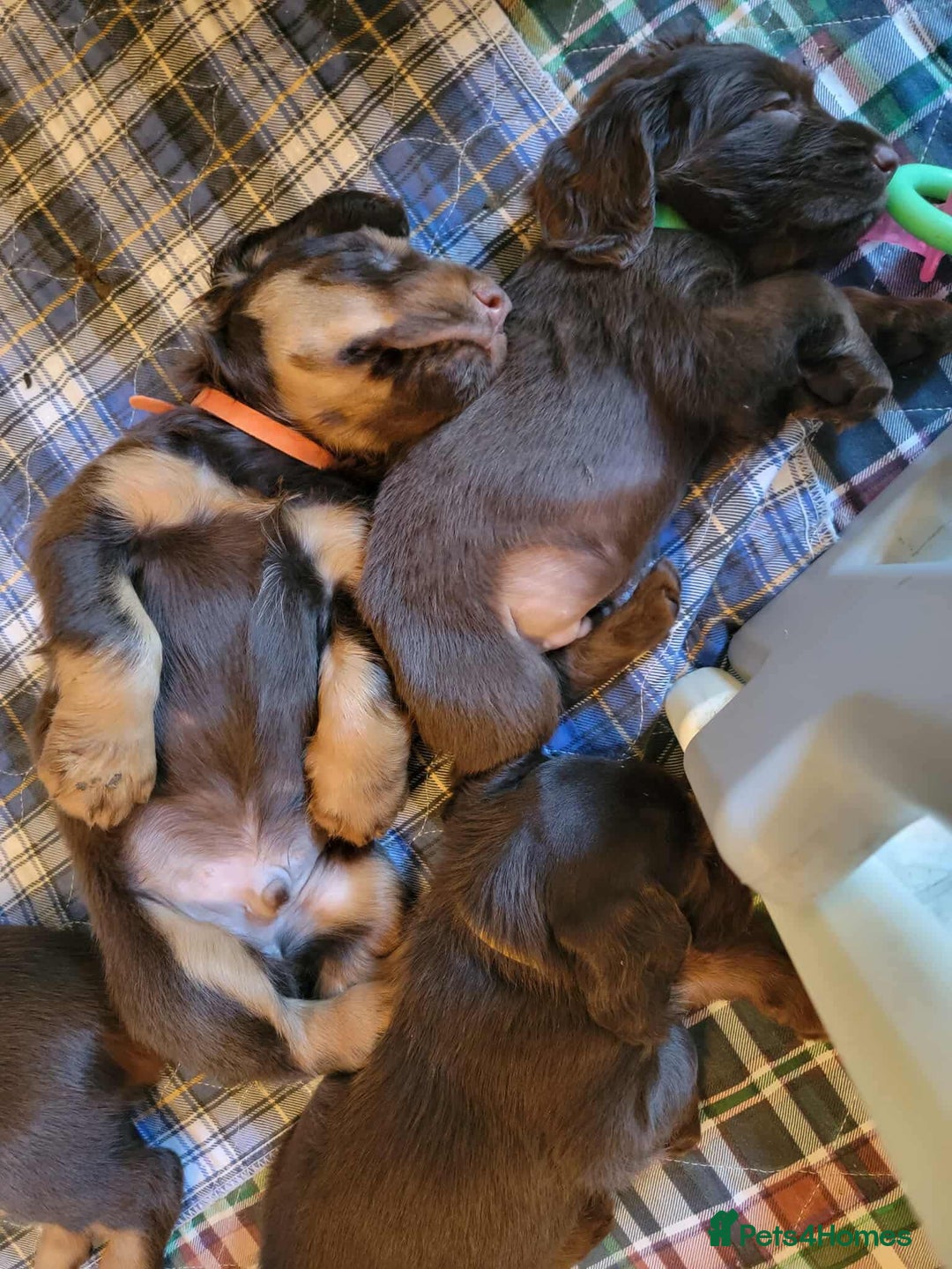 Field Spaniel dogs for sale: Field Spaniel Puppies for Sale – Lovable & Ready! - Image 2