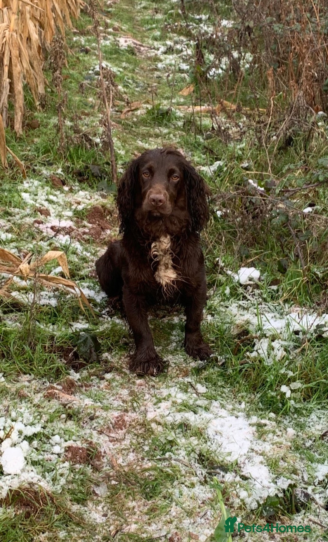 Cocker Spaniel dogs for sale: Working cocker spaniel puppy’s  - Advert 8