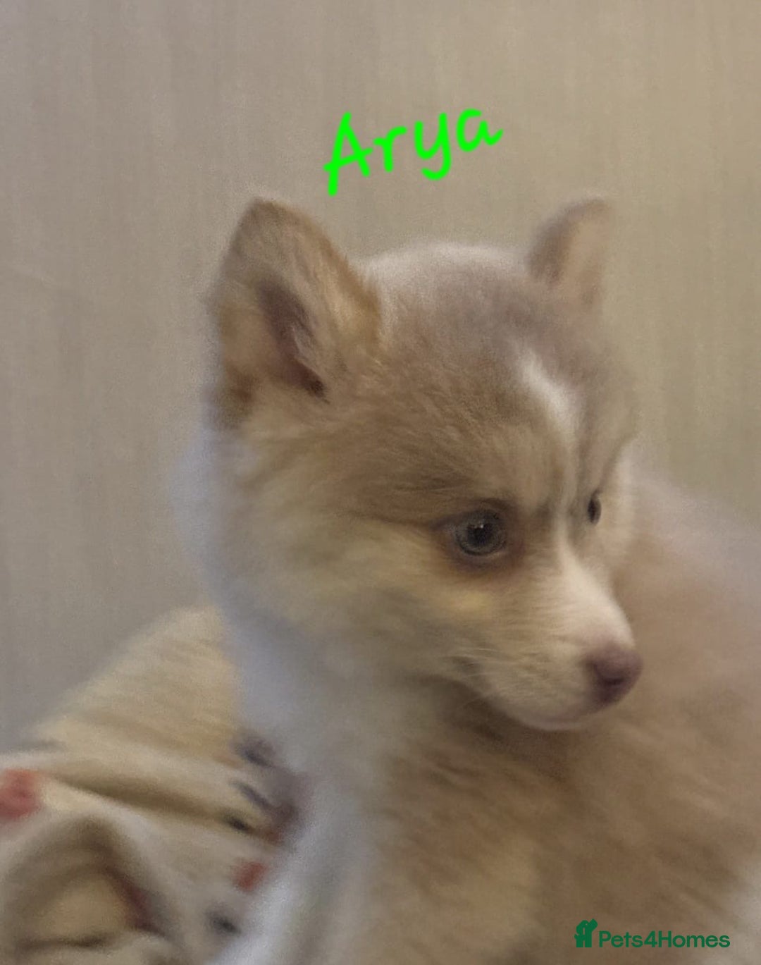 Pomsky dogs for sale: 3 Boys leftStunning Blue eyed F4 Pomsky pups - Advert 13
