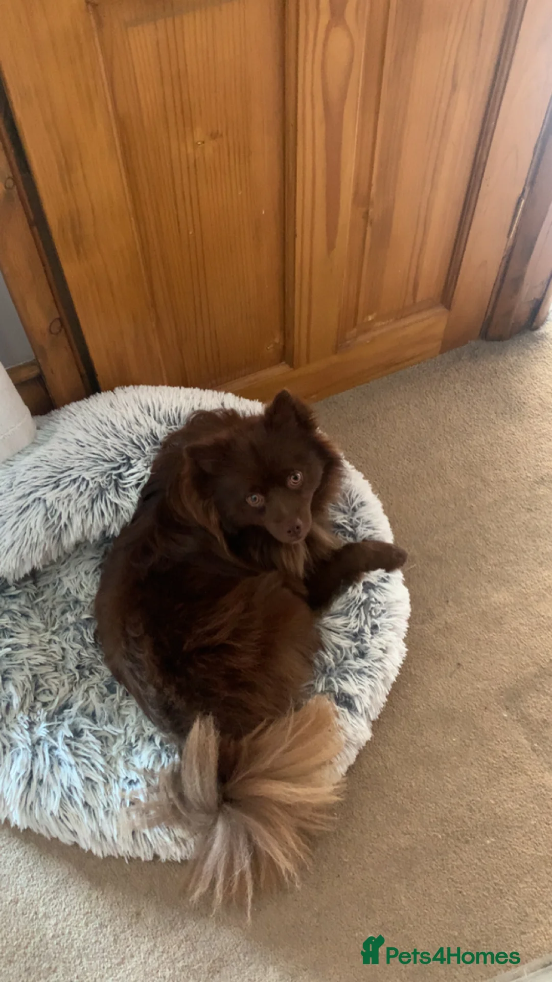 German Spitz dogs for stud: Bear is a german spitz  - Advert 7