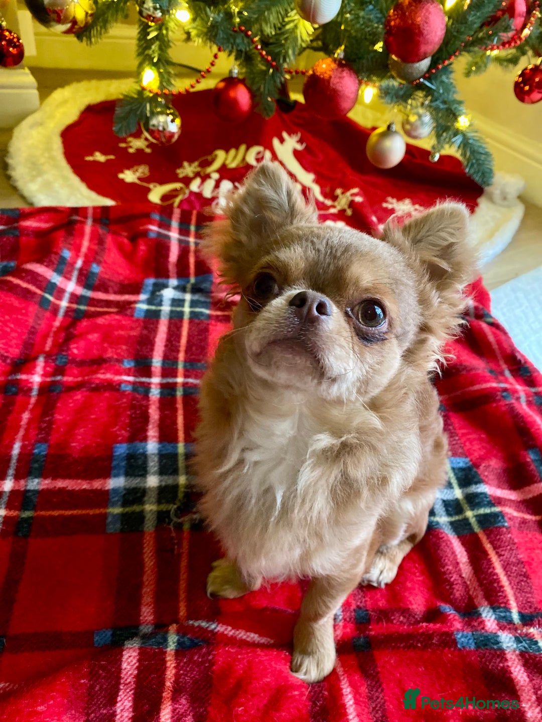 Chihuahua dogs for sale: Gorgeous KC boy for sale 😍 - Advert 3