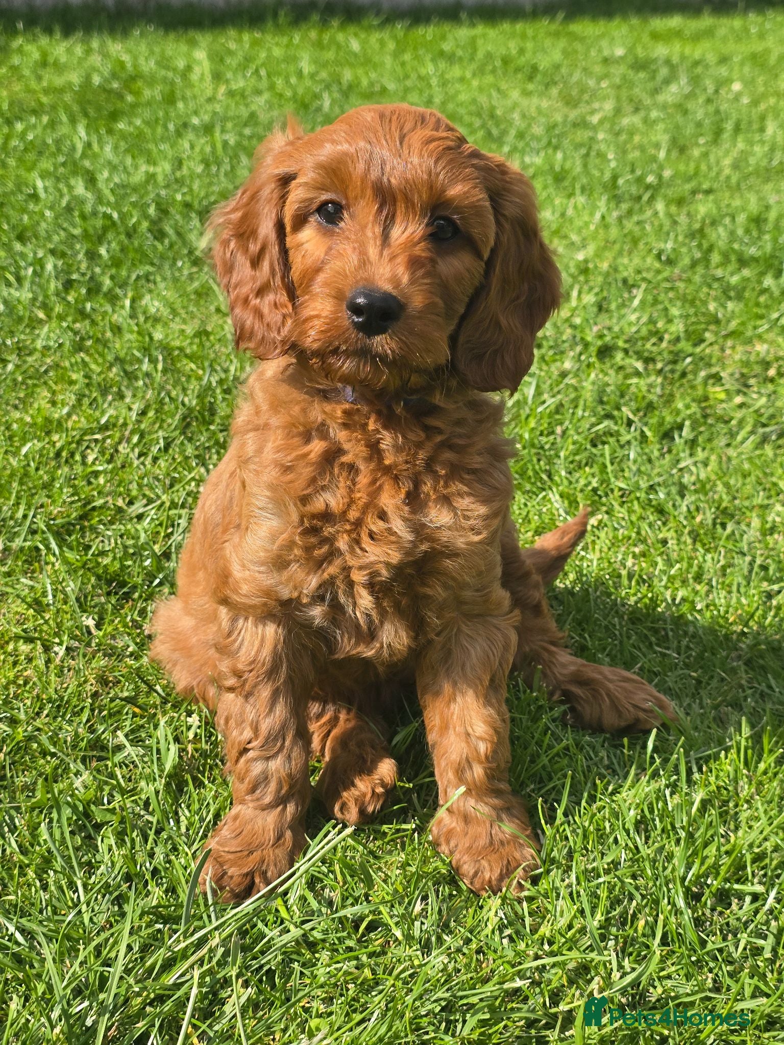 Cavapoo dogs MiniatureF1B💥DNAHealthTestedParents💥FamilyRaised - Advert 2