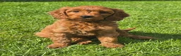 Cavapoo dogs for sale: MiniatureF1B💥DNAHealthTestedParents💥FamilyRaised - Advert 2