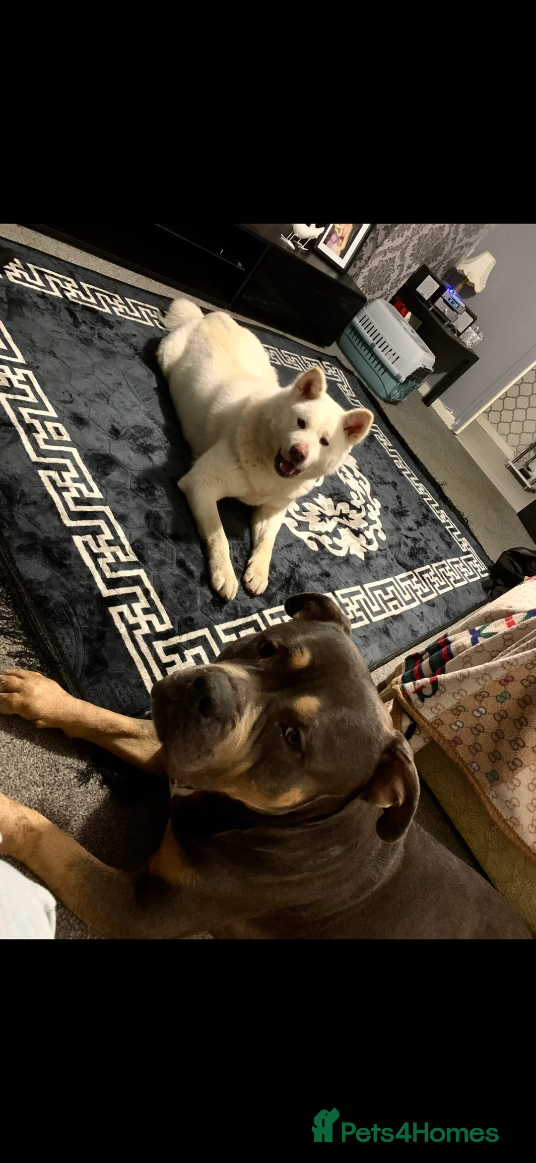 Japanese Akita Inu dogs for sale: Japanese akita in Dundee - Advert 5