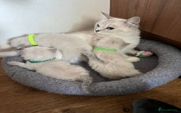 Ragdoll cats for sale: 3 Male Ragdoll kittens - Image 6