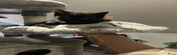 British Shorthair cats for sale: 2 female kittens  - Advert 3