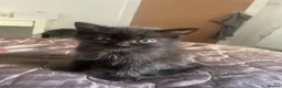 Mixed Breed cats for sale: Last kitty remaining  - Advert 4