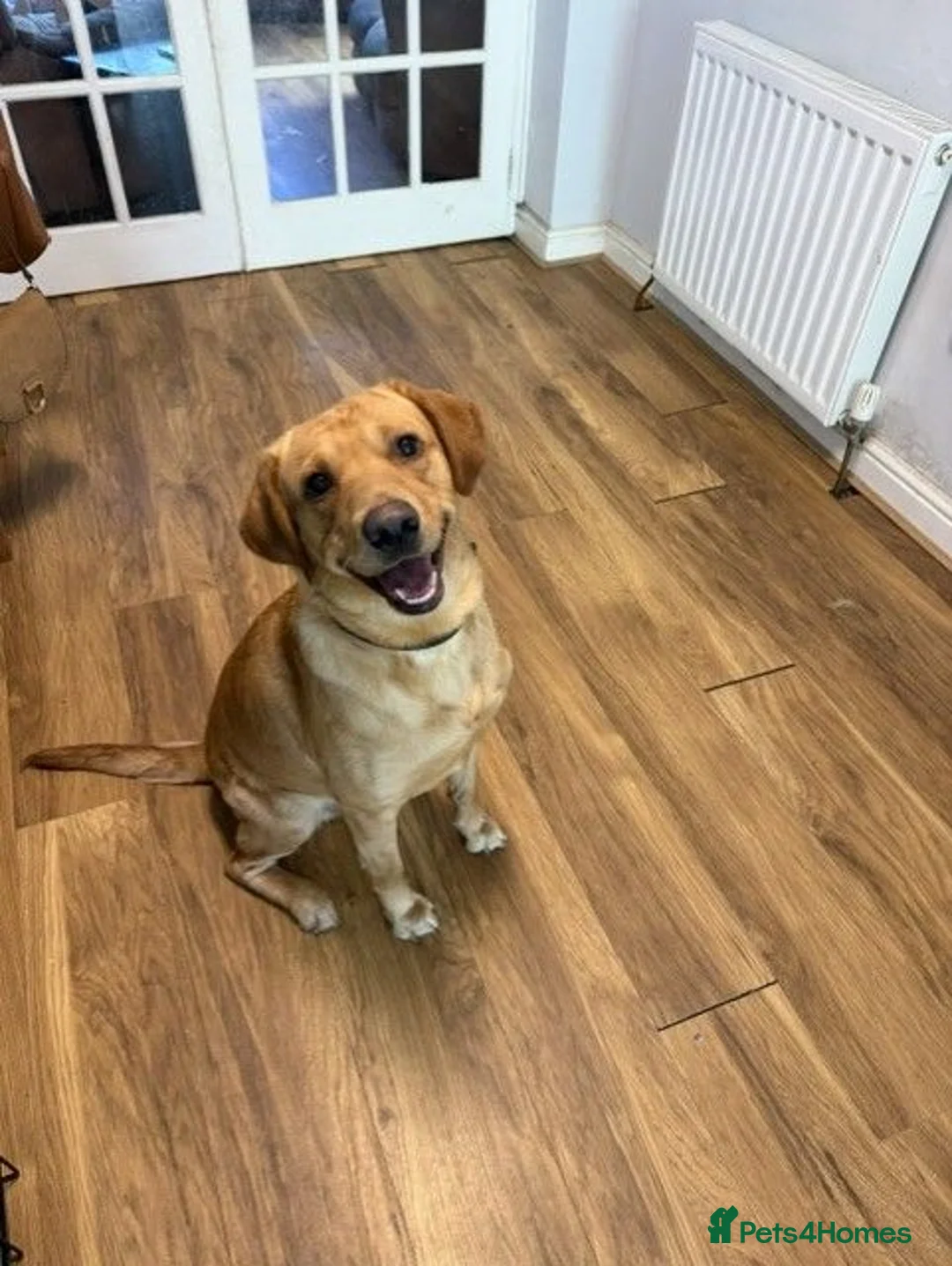 Goldador dogs for sale: 21 Month Old Goldador - Advert 1