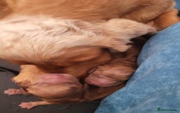 Cocker Spaniel dogs for sale: KC Registered Show Cocker Spaniel Puppies - Image 9