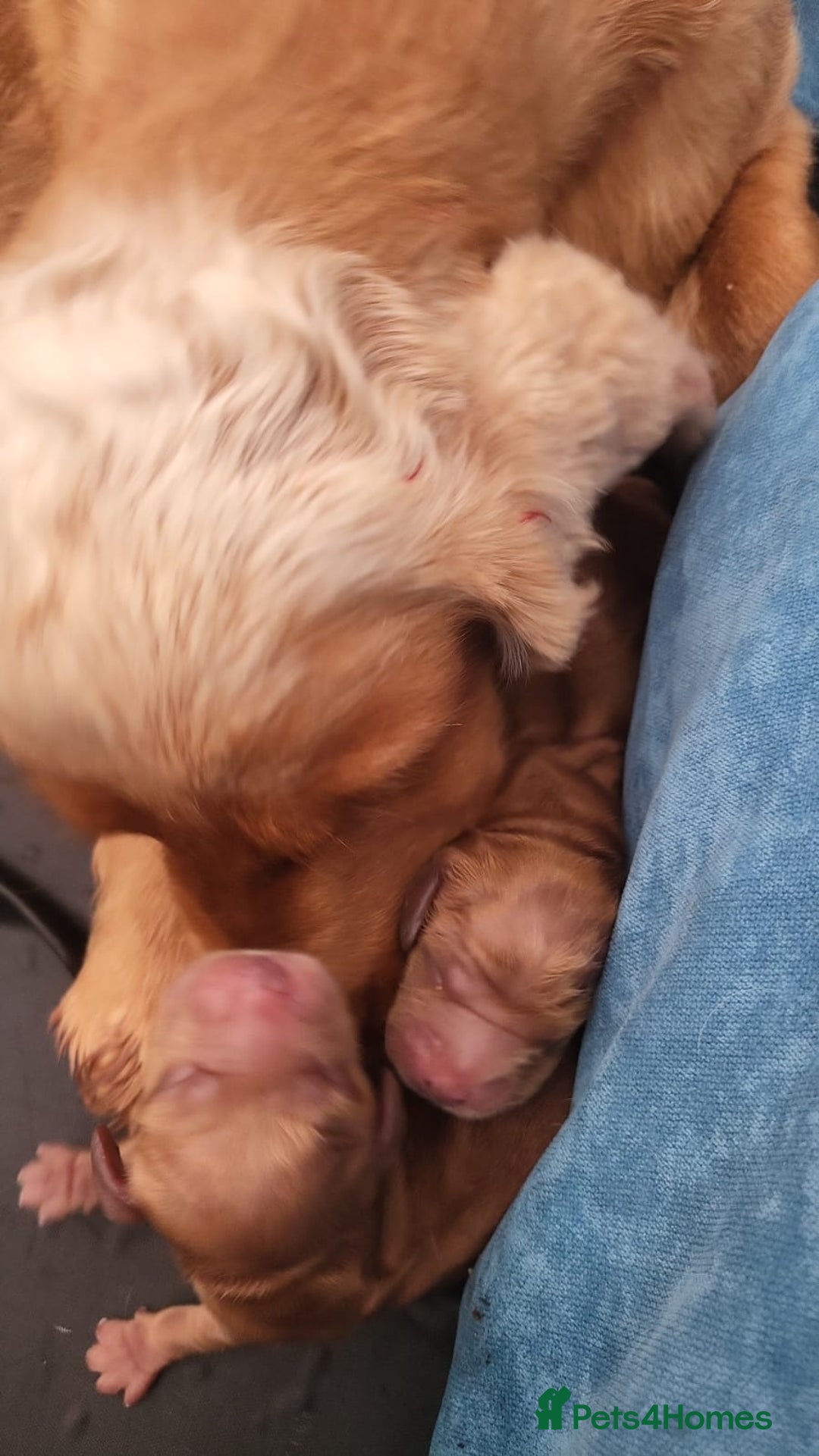 Cocker Spaniel dogs for sale: KC Registered Show Cocker Spaniel Puppies - Image 9