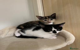 Mixed Breed cats for sale: Adorable Kittens Looking for Loving Homes 🐾 - Image 1