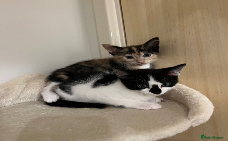 Mixed Breed cats - Advert 1