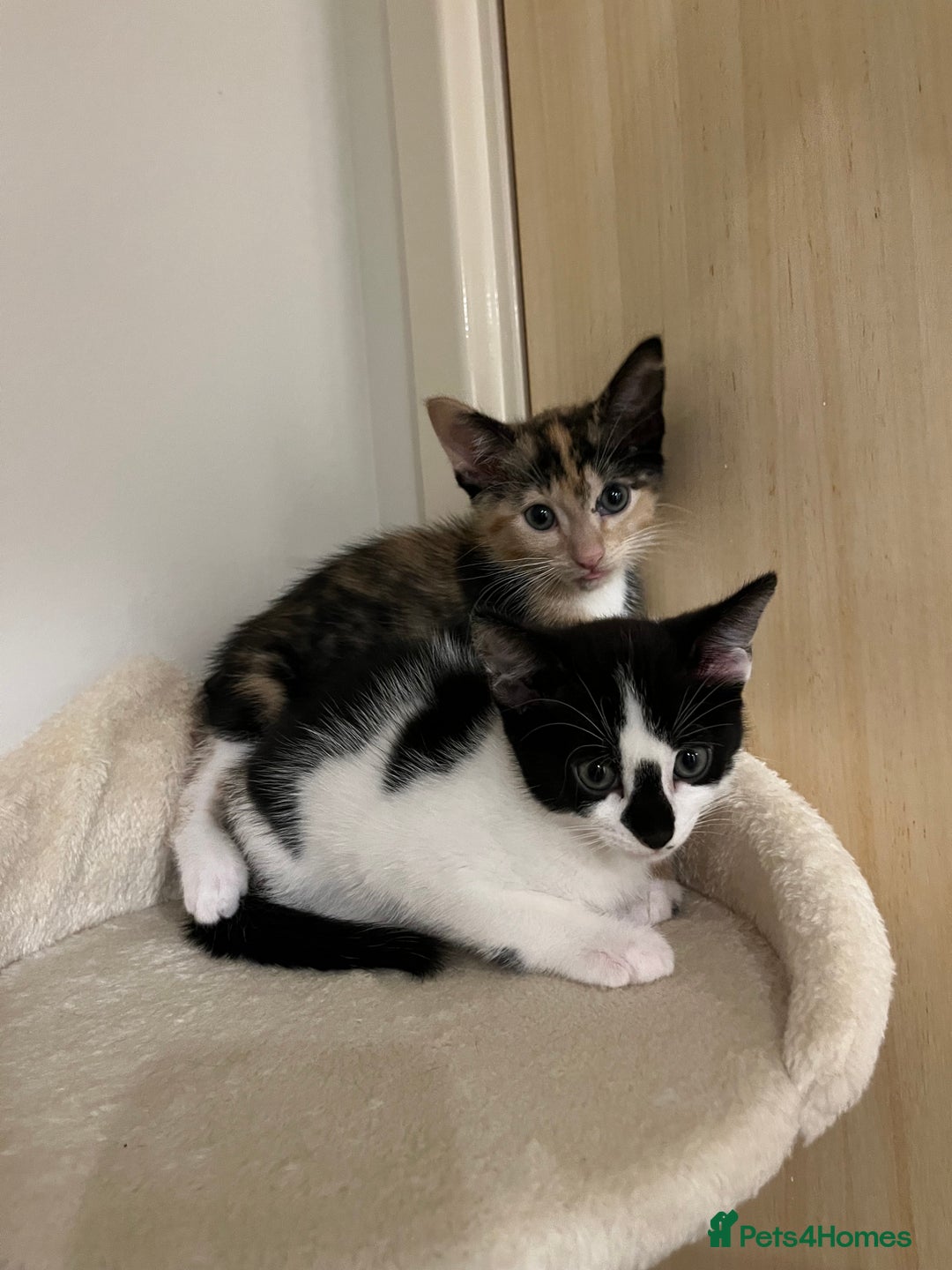 Mixed Breed cats for sale: Adorable Kittens Looking for Loving Homes 🐾 - Image 1